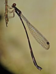 Protosticta versicolor
