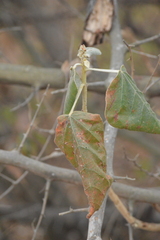 Croton suberosus