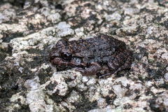 Leptodactylus myersi