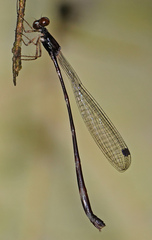 Protosticta versicolor