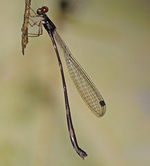 Protosticta versicolor