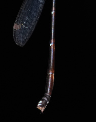 Protosticta versicolor