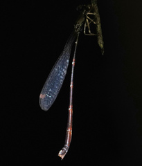 Protosticta versicolor