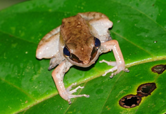 Indosylvirana nicobariensis
