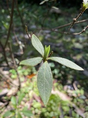 Rhododendron kanehirai
