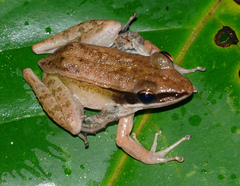 Indosylvirana nicobariensis