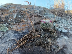 Mammillaria scrippsiana
