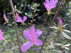 Rhododendron kanehirai