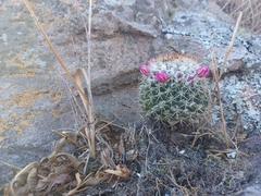 Mammillaria scrippsiana