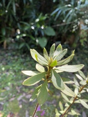 Rhododendron kanehirai