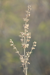 Mesosphaerum suaveolens