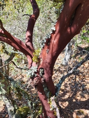Arctostaphylos virgata