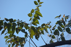 Guazuma ulmifolia