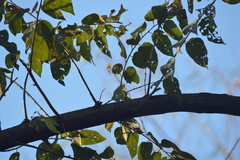 Guazuma ulmifolia