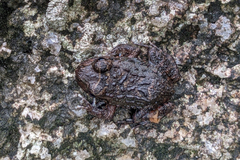 Leptodactylus myersi