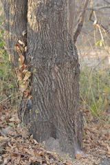 Guazuma ulmifolia
