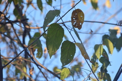 Guazuma ulmifolia