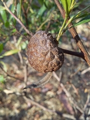 Asphondylia dodonaeae