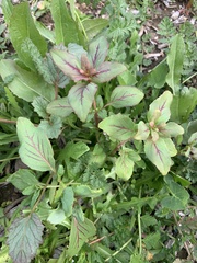 Clarkia unguiculata