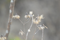 Porophyllum ruderale