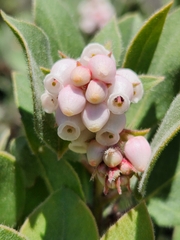 Arctostaphylos virgata