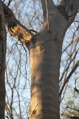 Gyrocarpus jatrophifolius