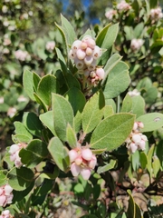 Arctostaphylos virgata