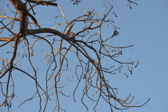 Gyrocarpus jatrophifolius