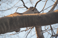 Gyrocarpus jatrophifolius