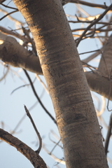 Gyrocarpus jatrophifolius