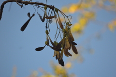 Gyrocarpus jatrophifolius