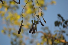Gyrocarpus jatrophifolius