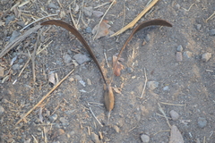 Gyrocarpus jatrophifolius