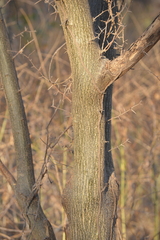 Vachellia macracantha