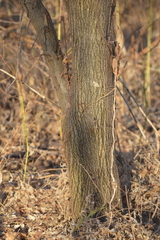 Vachellia macracantha