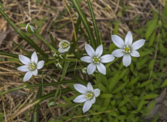 Hippobroma longiflora