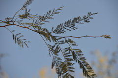 Vachellia macracantha
