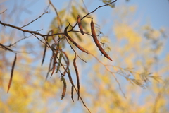 Vachellia macracantha