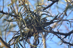 Tillandsia caput-medusae