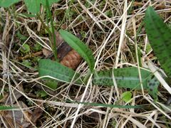 Dactylorhiza fuchsii