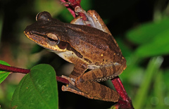 Polypedates macrotis