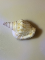 Laevistrombus canarium