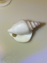 Laevistrombus canarium