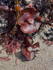 Constantinea simplex