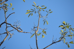 Roseodendron donnell-smithii