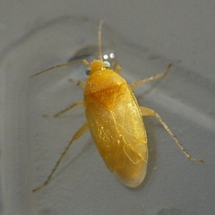 Phylinae