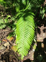 Pseudocyclosorus esquirolii