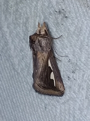 Didugua argentilinea