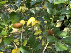 Murraya omphalocarpa