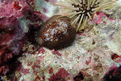 Monetaria caputophidii